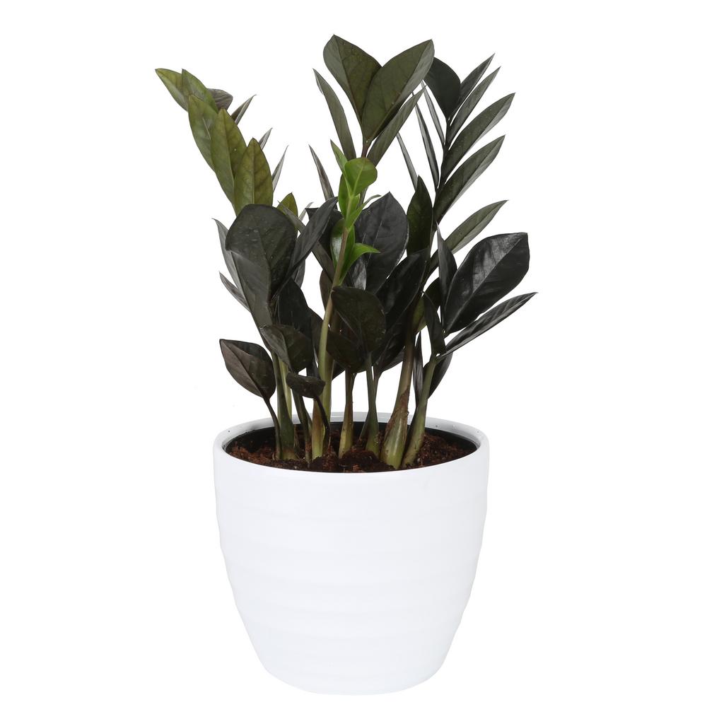 Zamioculcas zamiifolia ZZ Ravenivy purchases plant