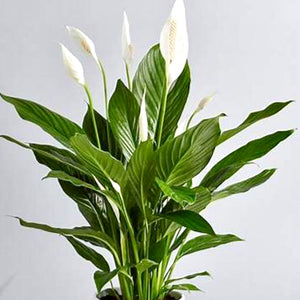 Spathiphylum (Peace Lily)