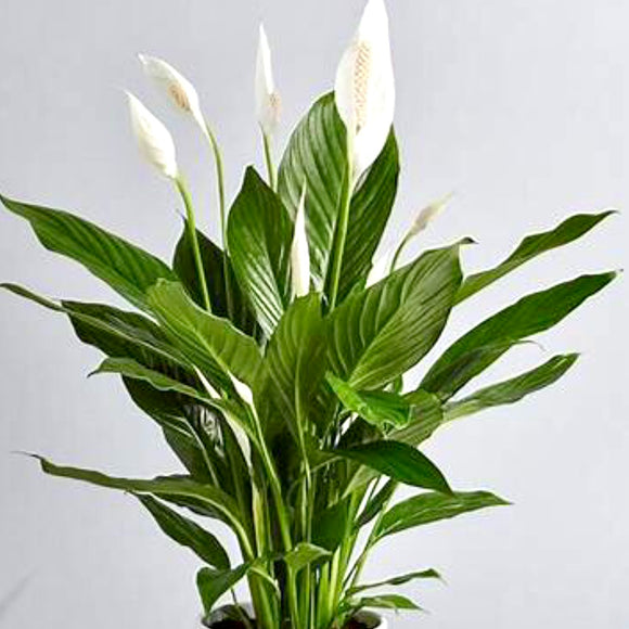 Spathiphylum (Peace Lily)