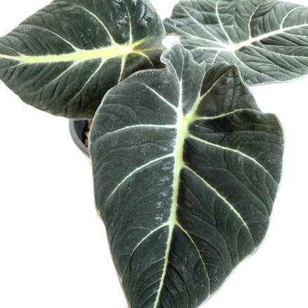 Alocasia ‘Black Velvet’ (Alocasia reginula)