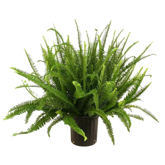 Kimberly Fern