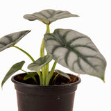 Alocasia baginda (Alocasia Silver Dragon)