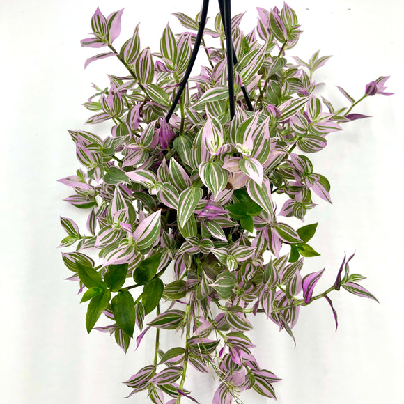 Tradescantia Bubblegum / Lilac (Tradescantia Blossfeldiana cerinthoies varagata Bubblegum/Lilac) - 6