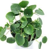 Pilea Peperomiodes (Chinese Money Plant)