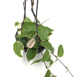 Hoya carnosa Tricolor (Krimson Queen)