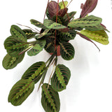 Red Prayer Plant (Maranta leuconeura)