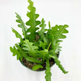 Epiphyllum anguliger (Ric Rac Cactus)