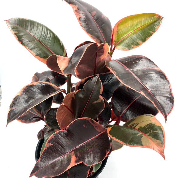 Ficus elastica Ruby (Pink Rubber Plant)