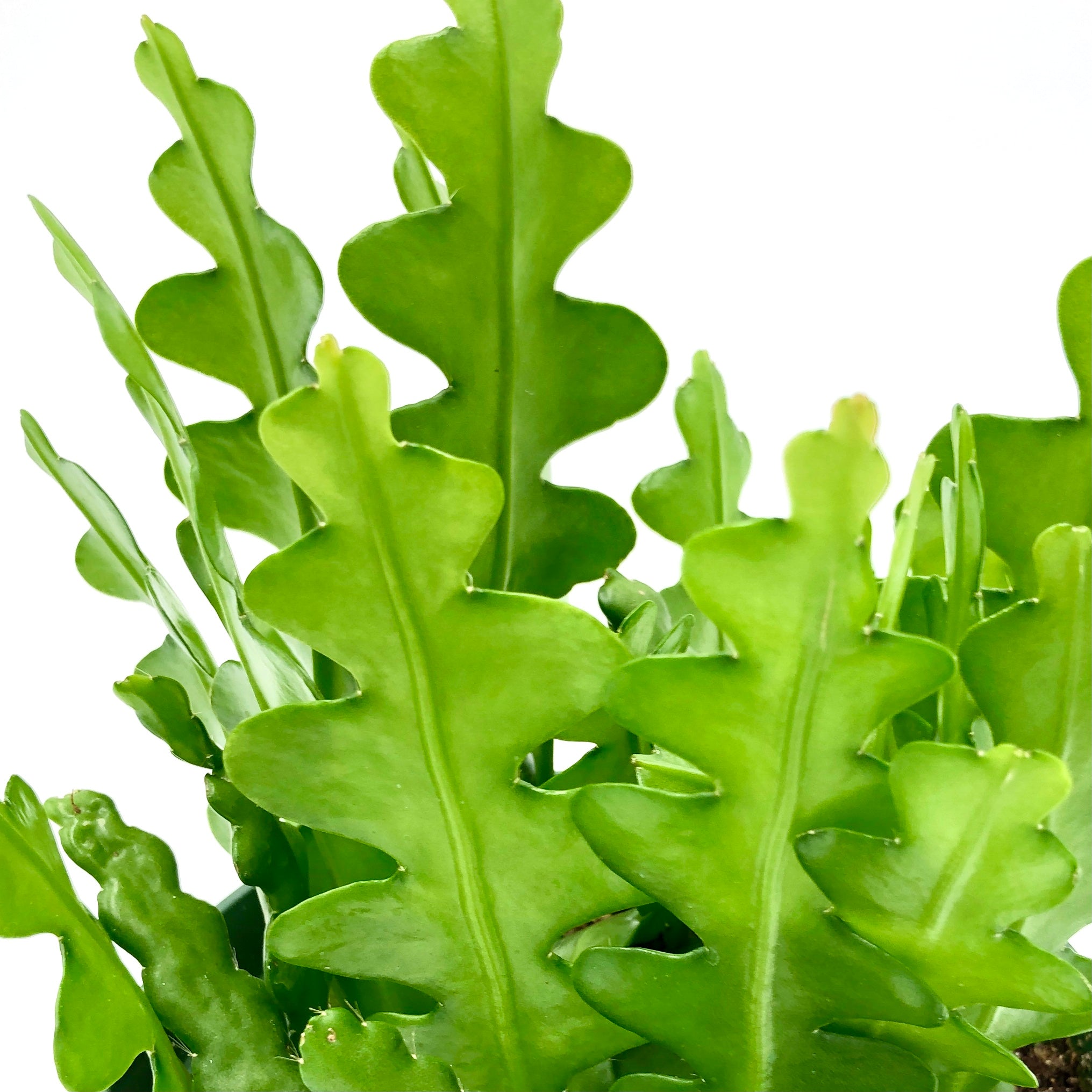 Epiphyllum anguliger (Ric Rac Cactus) – The Plant Sourcery