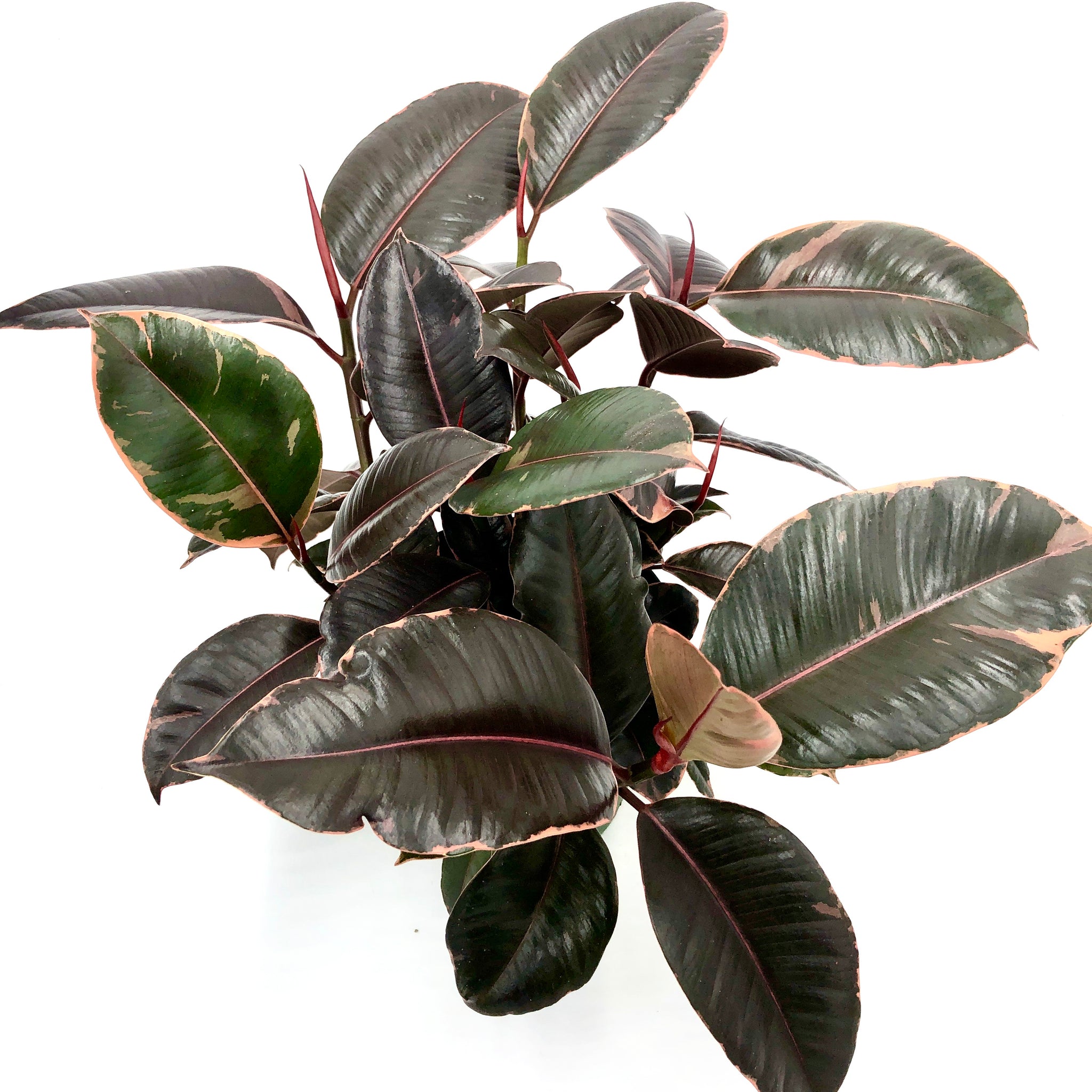 Pink Rubber Plant – GreenParadiseLive