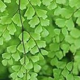 Maidenhair Fern (Adiantum pedatum)