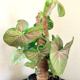 Syngonium podophyllum ‘Pink Allusion’ (Arrowhead Plant)