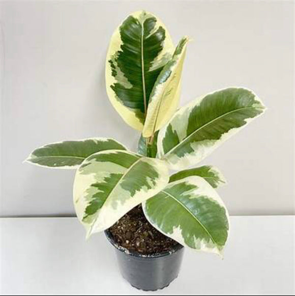 Ficus elastica Tineke (Variegated Rubber Plant)