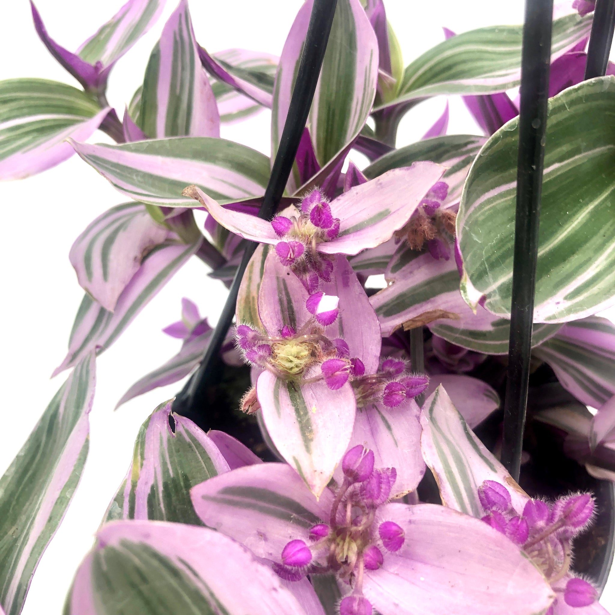 Exotenherz - fleur à trois mâts - Tradescantia Nanouk - plante d'in