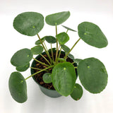 Pilea Peperomiodes (Chinese Money Plant)