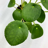 Pilea Peperomiodes (Chinese Money Plant)