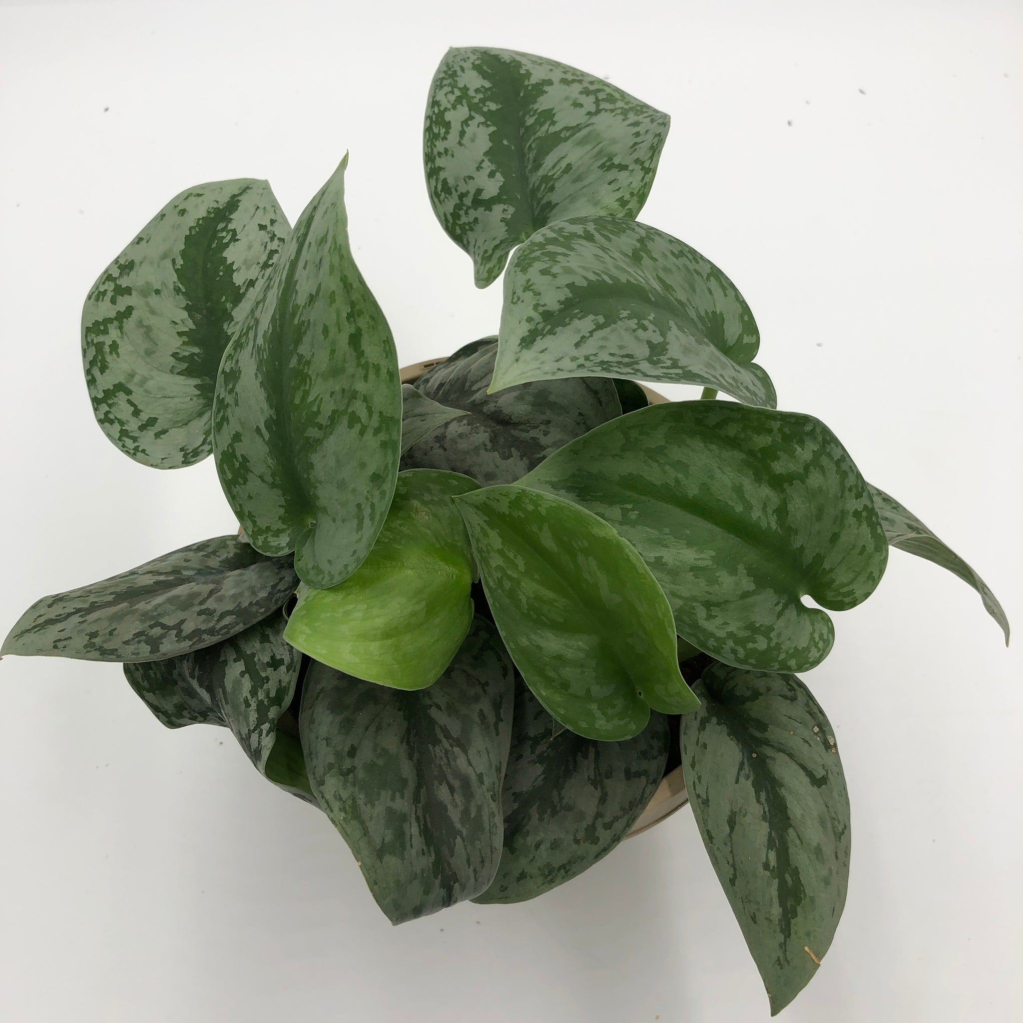 Silver Satin Pothos – We Are Plant Lovers