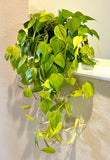 Philodendron Lemon Lime (Philodendron Hederaceum) 8"