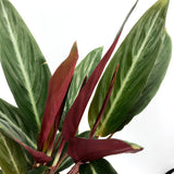 Calathea sanguinea