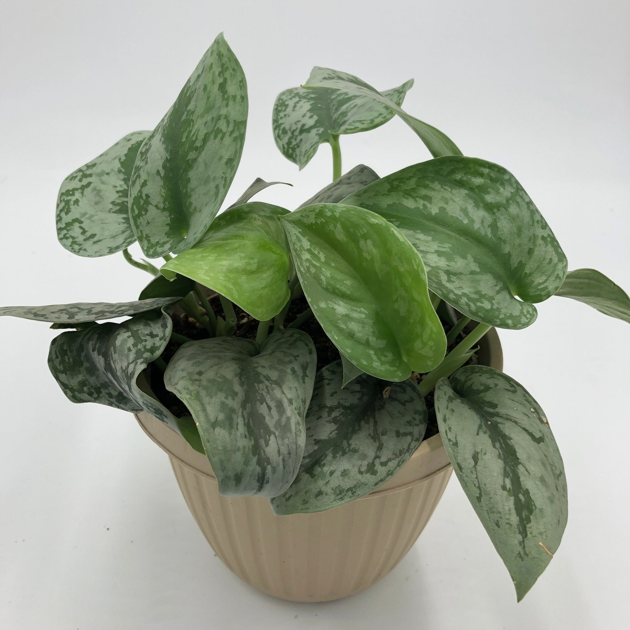 Silver Satin Pothos ( Scindapsus Pictus ' Exotica ' )