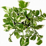 Epipremnum pinnatum NJoy (Pothos NJoy)