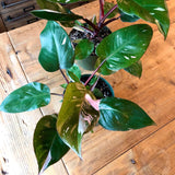 Philodendron Erubescens - Pink Princess Philodendron