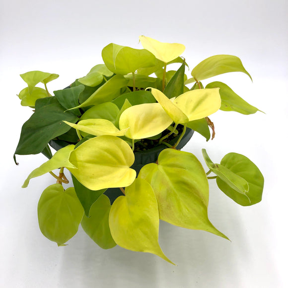 Philodendron Lemon Lime (Philodendron Hederaceum) 8