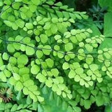 Maidenhair Fern (Adiantum pedatum)