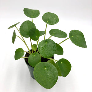 Pilea Peperomiodes (Chinese Money Plant)