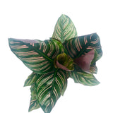 Calathea Ornata (Pinstripe Calathea)