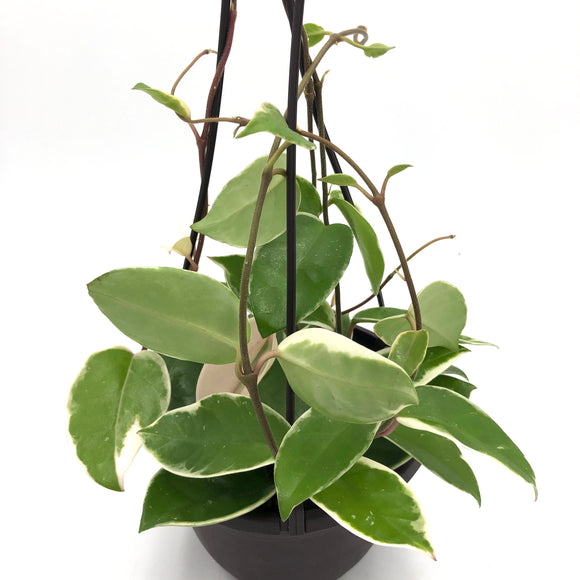 Hoya carnosa Tricolor (Krimson Queen)