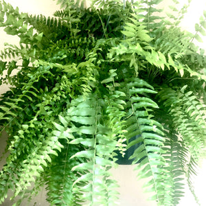 Nephrolepis exaltata Compacta (Boston Fern)