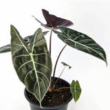 Alocasia longiloba - Dragons Tooth Alocasia