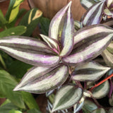 Tradescantia zebrina (Inch Plant)