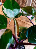 Philodendron Erubescens - Pink Princess Philodendron