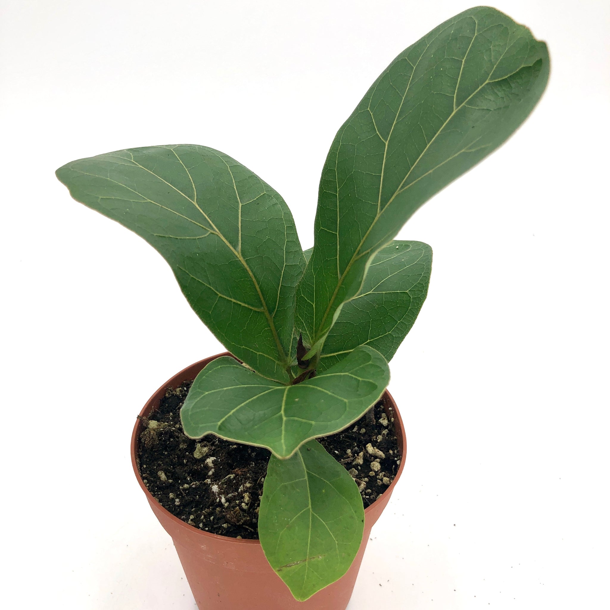 Buy Bambino Fiddle Leaf Fig Trees Online