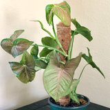 Syngonium podophyllum ‘Pink Allusion’ (Arrowhead Plant)