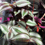 Tradescantia zebrina (Inch Plant)