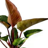 Philodendron Red Congo