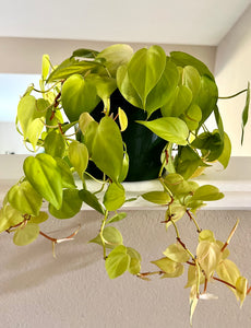 Philodendron Lemon Lime (Philodendron Hederaceum) 8"