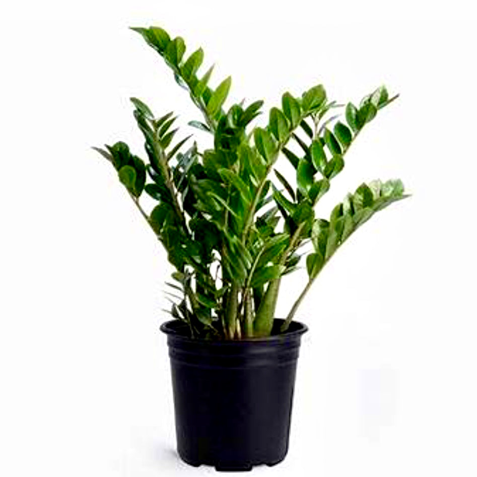 Zamioculcas zamiifolia ZZ Ravenivy purchases plant