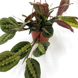 Red Prayer Plant (Maranta leuconeura)