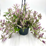 Tradescantia Bubblegum / Lilac (Tradescantia Blossfeldiana cerinthoies varagata Bubblegum/Lilac) - 6"