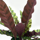 Calathea lancifolia (Rattlesnake Calathea)