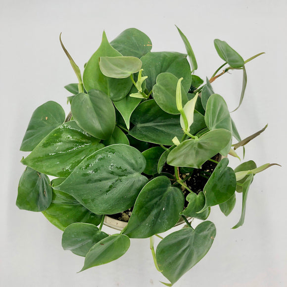 Heart-leaf Philodendron  (Philodendron hederaceum)