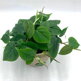 Heart-leaf Philodendron  (Philodendron hederaceum)
