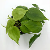 Heart-leaf Philodendron  (Philodendron hederaceum)