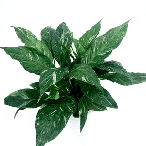 Spathiphyllum Domino (Peace Lily 'Domino')