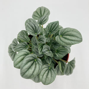 Peperomia Silver Frost