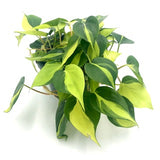 Philodendron Brasil (Philodendron hederaceum 'Brasil')